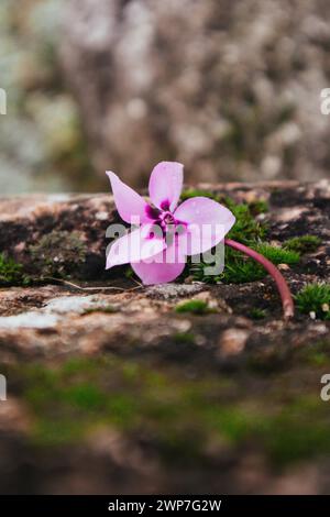 Il fiore rosa ciclamino europeo giace su pietre ricoperte di muschio verde. Sfondo erba naturale. La magia della rinascita della natura nella stagione primaverile, nella foresta e nel giardino. Foto Stock