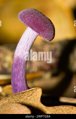 Funghi selvatici, Parco Nazionale della Sierra de Guadarrama, Segovia, Castiglia Leon, Spagna, Europa Foto Stock