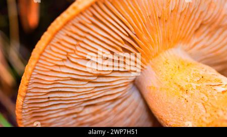 Funghi selvatici, Parco Nazionale della Sierra de Guadarrama, Segovia, Castiglia Leon, Spagna, Europa Foto Stock