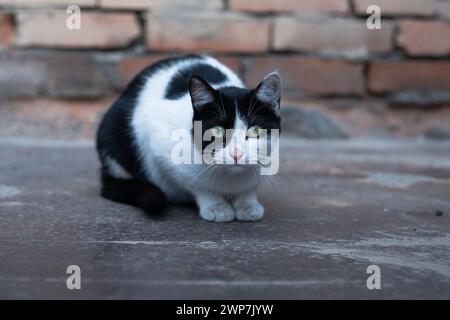 Un gatto smoking bianco e nero accovacciato su un pavimento in mattoni, i suoi occhi verdi piercing fissano con attenzione. Il contrasto del suo cappotto si fonde con l'ambiente urbano. Accovacciato Tuxedo Cat stare Foto Stock
