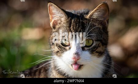 Un grosso gatto seduto su un'erba lussureggiante, che sporgeva dalla lingua Foto Stock