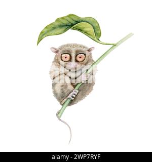 Tarsier sotto una foglia. Elemento illustrazione acquerello isolato su sfondo bianco. Dipinto a mano di animali nativi delle Filippine in pericolo di estinzione da B. Foto Stock