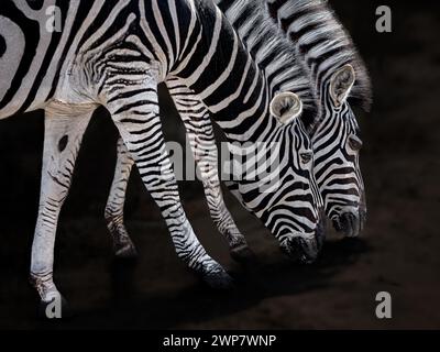 due zebre affamate nello zoo Foto Stock