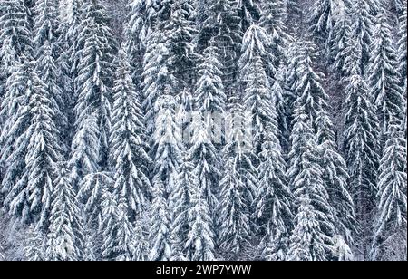 Un'inquadratura ad alto angolo con abeti ricoperti di neve Foto Stock
