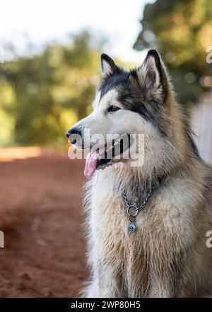 Un husky seduto a terra Foto Stock