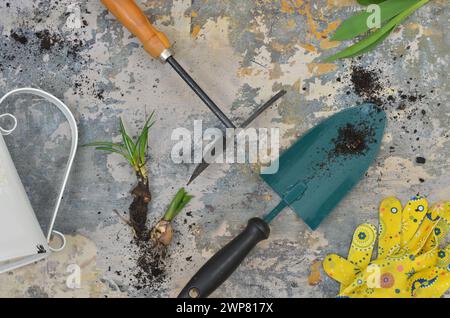 Giardinaggio primaverile: Piantine, attrezzi da giardinaggio, annaffiatoio su una tavola. Vista dall'alto. Foto Stock