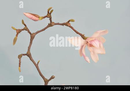 Stile giapponese come l'ikebana: Fiore di magnolia rosa e gemma sul ramo su sfondo chiaro. Foto Stock