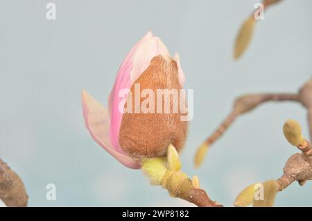 Un bocciolo di fiore di magnolia su sfondo chiaro, primo piano, colori vintage. Foto Stock