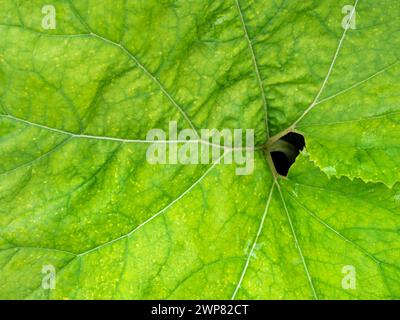 Colocasia è una pianta in fiore della famiglia delle Araceae, originaria dell'Asia sud-orientale e dell'India - quindi questo ragazzo di Kennington Meadows, Oxfordshire, è un Foto Stock