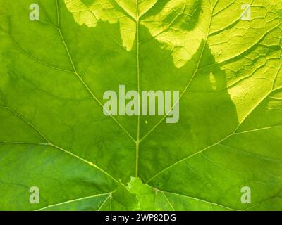 Colocasia è una pianta in fiore della famiglia delle Araceae, originaria dell'Asia sud-orientale e dell'India - quindi questo ragazzo di Kennington Meadows, Oxfordshire, è un Foto Stock