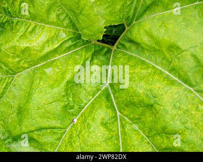 Colocasia è una pianta in fiore della famiglia delle Araceae, originaria dell'Asia sud-orientale e dell'India - quindi questo ragazzo di Kennington Meadows, Oxfordshire, è un Foto Stock