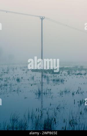 Palo telegrafico o palo/traliccio nazionale in legno nella nebbia e nel campo allagato in ambiente rurale Foto Stock