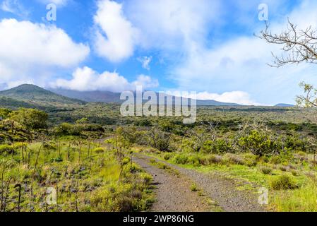 Una strada sterrata si snoda attraverso una lussureggiante vegetazione di alti alberi e cespugli in un'area cespugliosa. Foto Stock