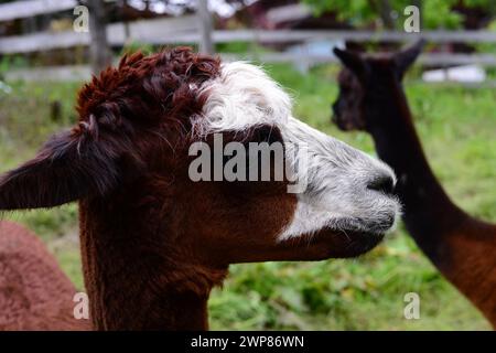 Ritratto ravvicinato di un affascinante alpaca Foto Stock