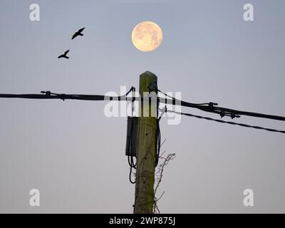 Una luna piena di Beaver si trova su un palo telefonico troppo grande nella mia casa a Radley Village. Beaver Moon è il nome convenzionale per The November ful Foto Stock