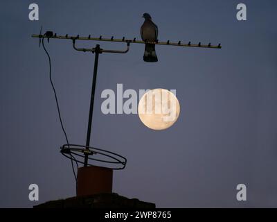 Una luna piena di Beaver si trova sui tetti della mia casa a Radley Village. Beaver Moon è il nome convenzionale per la luna piena di novembre; alcuni f Foto Stock