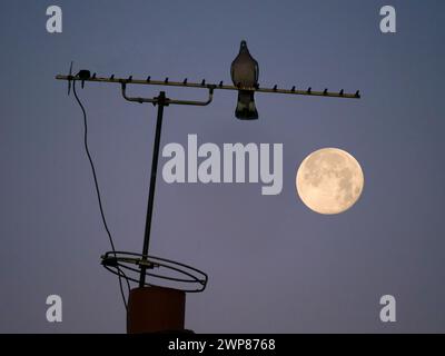 Una luna piena di Beaver si trova sui tetti della mia casa a Radley Village. Beaver Moon è il nome convenzionale per la luna piena di novembre; alcuni f Foto Stock