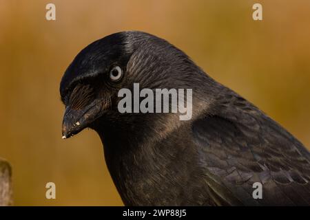 Un ritratto ravvicinato di un Jackdaw (Corvus monedula) che si sovrappone su una recinzione da giardino Foto Stock
