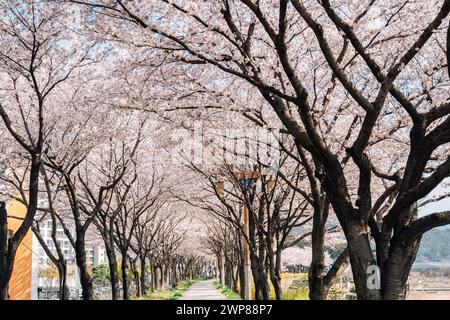 Strada dei ciliegi del parco del fiume Miryang a Miryang, Corea Foto Stock
