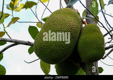 Grandi frutti di jackfruit che crescono su un albero di jackfruit nel Sarawak Borneo Malesia Foto Stock