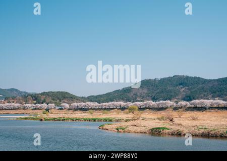 Vista del parco del fiume Miryang con i ciliegi in fiore a Miryang, Corea Foto Stock
