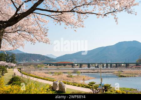 Vista del parco del fiume Miryang con i ciliegi in fiore a Miryang, Corea Foto Stock