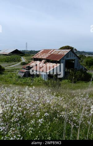 Un fienile sorge su una pianura aperta a Elkhorn Slough Reserve, California, Stati Uniti Foto Stock