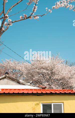 Casa dei fiori di ciliegio a Miryang, Corea Foto Stock