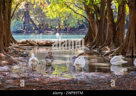 Un gruppo di oche a Camecuaro, Tangancicuaro, Michoacan, Messico Foto Stock