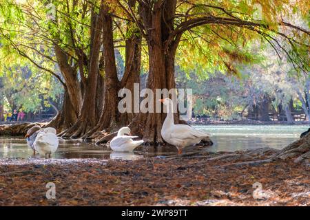 Un gruppo di oche a Camecuaro, Tangancicuaro, Michoacan, Messico Foto Stock