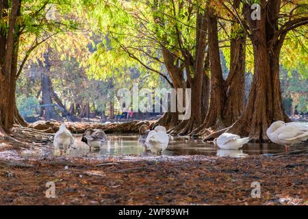 Un gruppo di oche a Camecuaro, Tangancicuaro, Michoacan, Messico Foto Stock