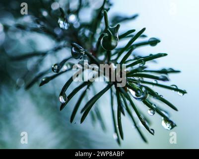 Un primo piano di goccioline d'acqua su un ramo di pino nella foresta. Foto Stock