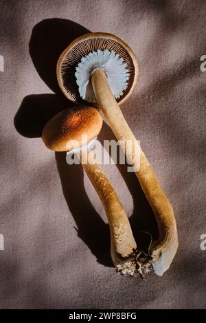 Uno shot ravvicinato di Psilocybe cubensis, funghi magici su una coperta marrone Foto Stock