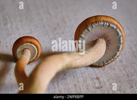 Funghi Psilocybe cubensis con velo del cappuccio intatto. Foto Stock