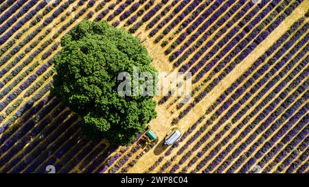 Vista dall'alto di un albero in un campo di lavanda Foto Stock