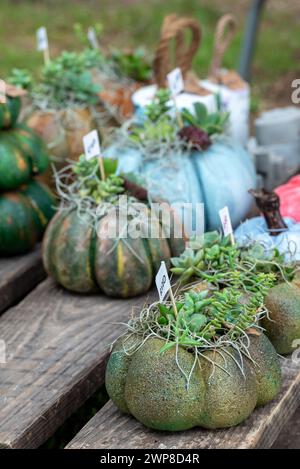 Varie piante in vaso su tavola rustica in legno Foto Stock