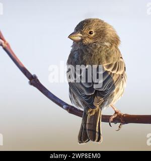 Una femmina House Finch arroccata su un ramo d'albero Foto Stock