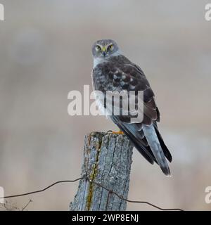 Una Northern Harrier arroccata su un palo di legno Foto Stock