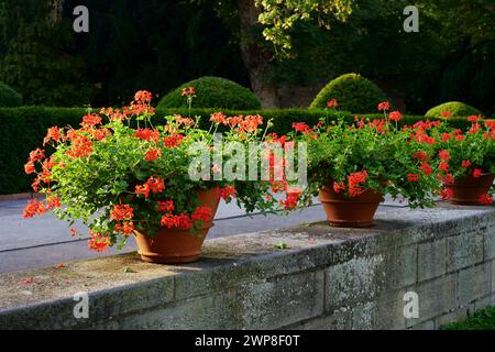 Piante ornamentali in città. Gerani rossi in vasi di fiori per le strade di Praga. Splendidi gerani rossi che fioriscono alla luce del tramonto. Famoso balcone Foto Stock