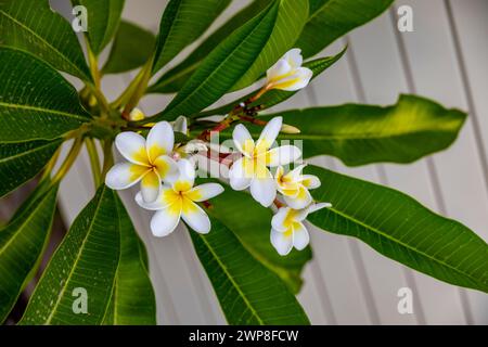 Un primo piano di fiori bianchi di Frangipani (Plumeria alba) su un ramo verde Foto Stock