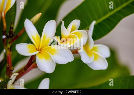 Un primo piano di fiori bianchi di Frangipani (Plumeria alba) su un ramo verde Foto Stock