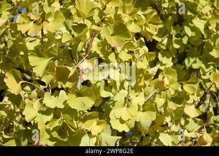 le foglie verdi di ginkgo diventano gialle nelle giornate di sole autunnali Foto Stock