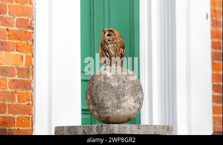 Un gufo tawny arroccato su una sfera di pietra di fronte ad un edificio residenziale Foto Stock