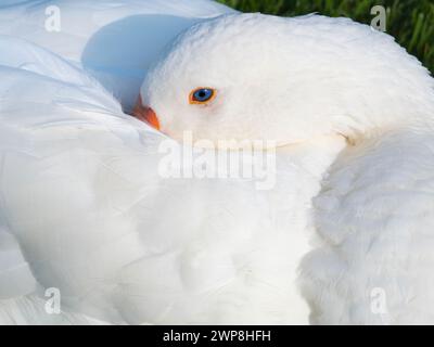 Oca bianca dormiente vicino al Tamigi ad Abingdon. Quello che è sicuro è che sono sempre attenti, anche quando apparentemente dormono. Ecco perché l'antica Ro Foto Stock