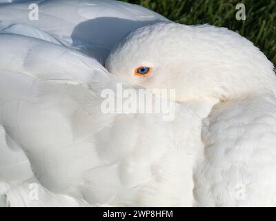 Oca bianca dormiente vicino al Tamigi ad Abingdon. Quello che è sicuro è che sono sempre attenti, anche quando apparentemente dormono. Ecco perché l'antica Ro Foto Stock