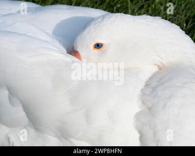 Oca bianca dormiente vicino al Tamigi ad Abingdon. Quello che è sicuro è che sono sempre attenti, anche quando apparentemente dormono. Ecco perché l'antica Ro Foto Stock