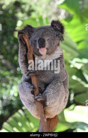 Un koala arroccato su un ramo d'albero contro un lussureggiante fogliame verde Foto Stock