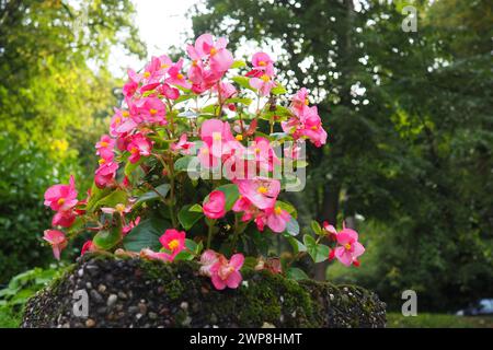 Cera rosa rossa begonia o Begonia semperflorens. Begonia x semperflorens-cultorum. Impianto di lettiere nel paesaggio. Massaggiarsi in letti, bordi e come un Foto Stock