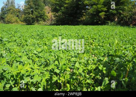 Campo con trifoglio verde. Piantatura organizzata di trifoglio. Clover Trifolium, un genere di piante della famiglia dei legumi Fabaceae, Moth Faboideae. Agricolo Foto Stock