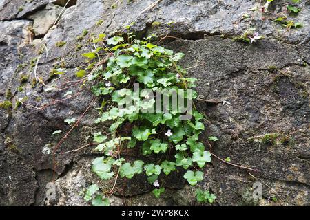 Cymbalaria cymbalum è un genere di piante erbacee della famiglia Plantaginaceae, comune nel Mediterraneo. Cymbalaria saxifrage cresciuto sopra Foto Stock